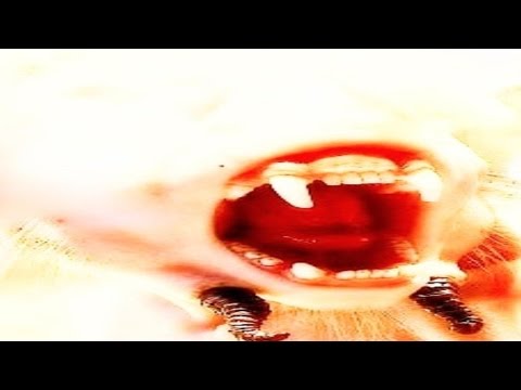 Le lentiggini sono state adatte da Composizione di lentiggine di rotolo