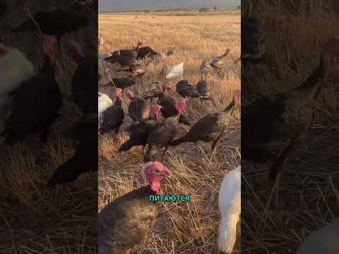 🦃 Почему фермеры выпускают индеек в горы? 😱 #Индейки #Ферма #факты