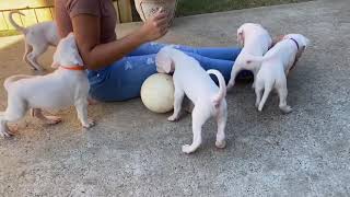 Mata Dogo Argentino puppies at 6 weeks