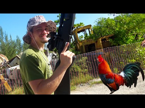 Hunting Wild CHICKENS With KENDALL GRAY {Catch Clean Cook} With AIRGUNS