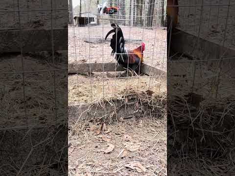 Pure Mclean Hatch Stag