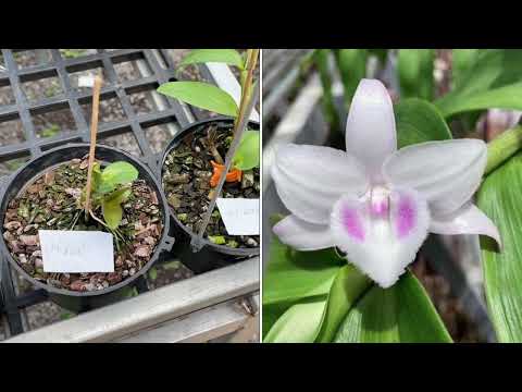 5ct BMW, Ho, HYt, hải dương mắt mờ. 24-4-2022.0395.335.334