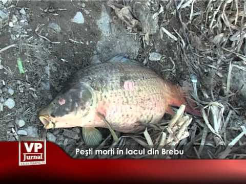 Zeci de peşti morţi în lacul din Brebu