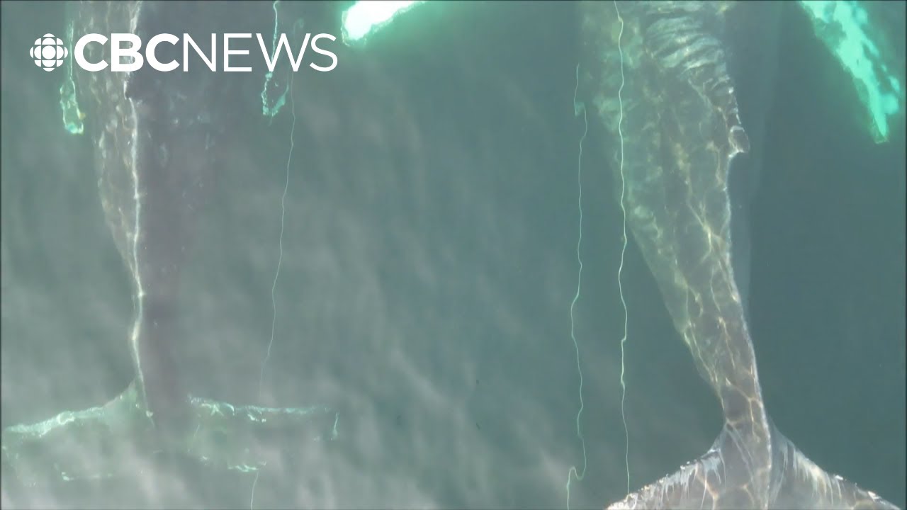 Georgia’s Whale Week Focuses on Critical Conservation Efforts for the North Atlantic Right Whale