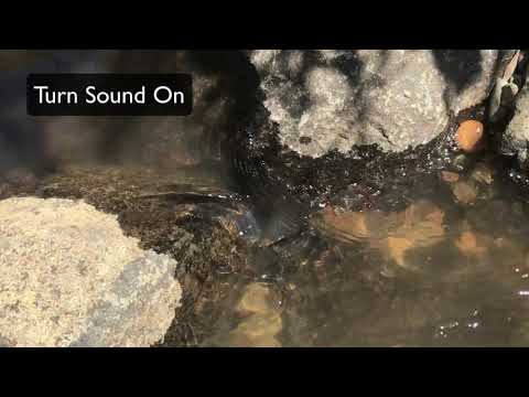 The Best Backyard in Canberra (to grow avocados)