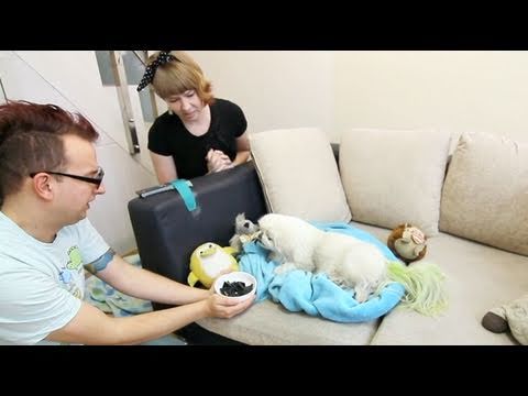 Dalmatian "That Man Opposed"