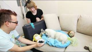 Bài hát That Man Opposed - Nghệ sĩ trình bày Dalmatian / 달마시안