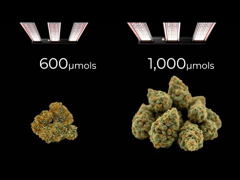 High light intensity for a better harvest