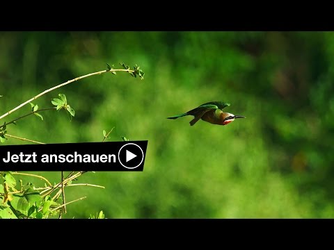 5 TIPPS FÜR TIER FOTOGRAFIE - Wildlife Benjamin Jaworskyj fotografieren lernen