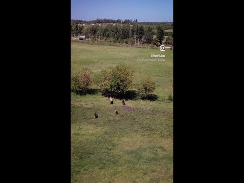 Paysandú, Uruguay 💛