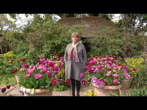 Gardening at home with Sarah | May Tulips