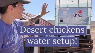 Easy DIY Chicken Water Setup - No Well - Desert Homestead