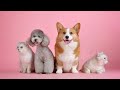 Best Pet In The World Shorts