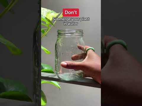 Pothos Plants 101 #shorts