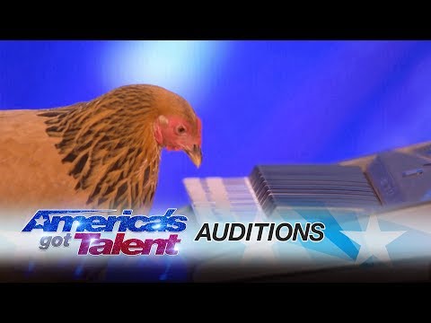 , title : 'Jokgu of the Flockstars: Chicken Plays Patriotic Tune on Keyboard - America's Got Talent 2017'