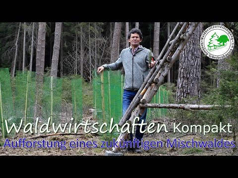 Waldwirtschaften Kompakt - Wir besuchen und kontrollieren eine Aufforstungsfläche