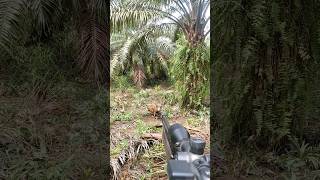 Download lagu BABI HUTAN #babihutan #shorts mp3 Download lagu BABI HUTAN #babihutan #shorts mp3