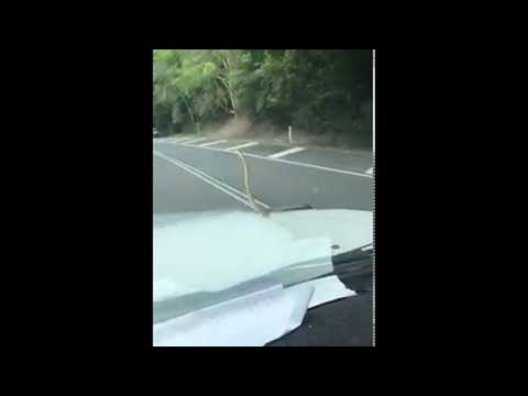 Snake Goes Car Surfing in Cairns