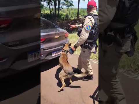 Operação Protetor apreende quase 30 kg de maconha na PR-323, em Iporã