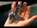 Dragon Ring Choose The Boy - The Sorcerer's Apprentice HD
