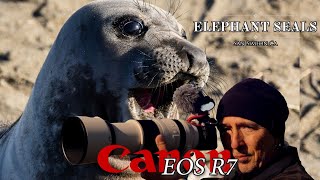 Elephant seals, San Simeon, CA - Canon R7 & RF 100-500mm f/4.5-7.1 L IS USM Lens - AMAZING! 💖