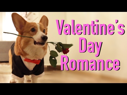זוג כלבים מתוק מתכונן לפגישה רומנטית