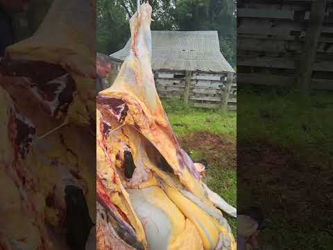 skinning beef with the trailer