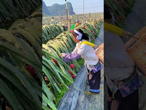 #shorts #agriculture #farming2024 #satisfying #machine #shot #EliteShortsUnleashed #4804