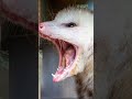 5 Animals That Are Immune To Venom