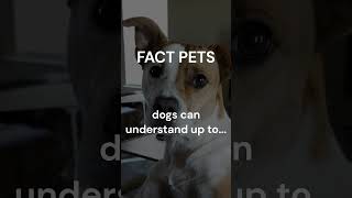 Facts Pats Dogs  can understan UP to... #shorts.