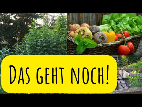 Was geht noch im Herbst? Frostfeste Pflanzen! Selbstversorger Garten im Oktober