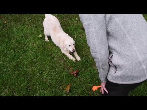 Tips to keep your furry friends safe this Thanksgiving