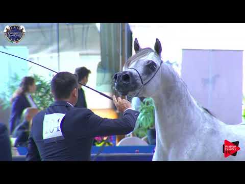 N 104 MOHAI   European Championship 2019   4 6 Years Old Stallions Class 13