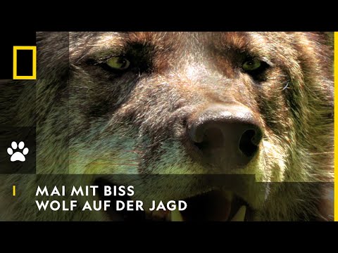 MAI MIT BISS - Wolf auf der Jagd | National Geographic
