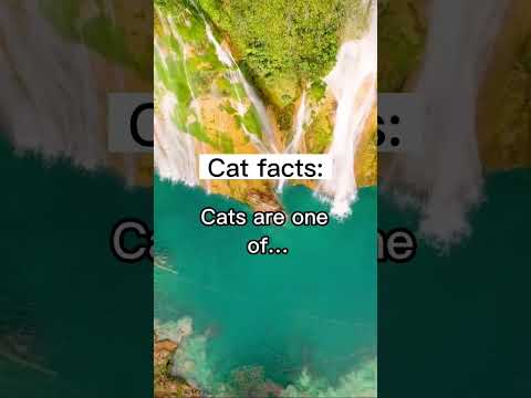 Cats #cat #catfacts #cats #animals #nature #wild #food #sweet #candy #shocking #facts #fact #fax #fy