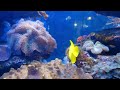 Dive Into The World Of Fish With Relaxing Music. Aquarium Psychotherapy. 4K