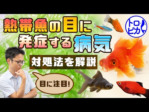 ヘミグラムについて詳しく解説