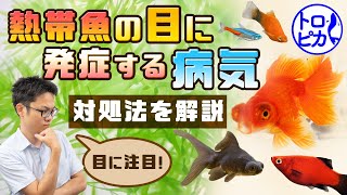 ポップ アイ 金魚 Watch Hd Mp4 Videos Download Free