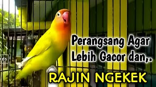 Download lagu PERANGSANG Suara Burung Lovebird Agar Lebih Gacor dan RAJIN NGEKEK mp3 Download lagu PERANGSANG Suara Burung Lovebird Agar Lebih Gacor dan RAJIN NGEKEK mp3