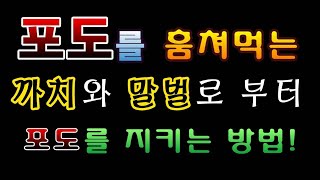 [텃밭농부.733]  포도를 훔쳐먹는 까치와 말벌을 막는방법. #포도재배