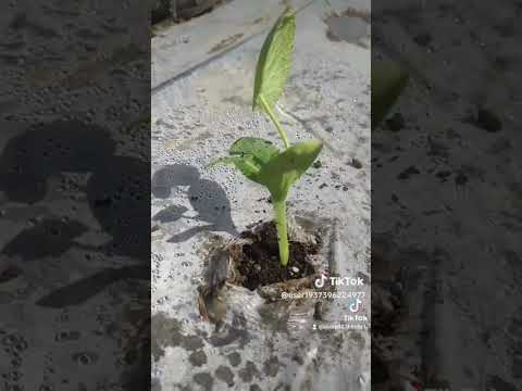 пистолет для посадки рассады Кальмар, высадка кабачков