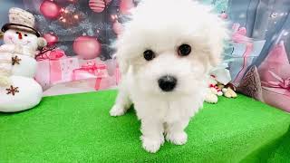 ビションフリーゼの動画01