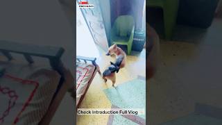 Baby pigeon Vs Dog Pluto 😂 | #149 | #shorts #minivlog #dog