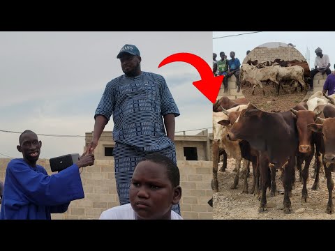 Mame Balla arrives by surprise with Abdou Aziz Ndiaye's oxen!"