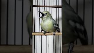 Download lagu sirtu betina mp3