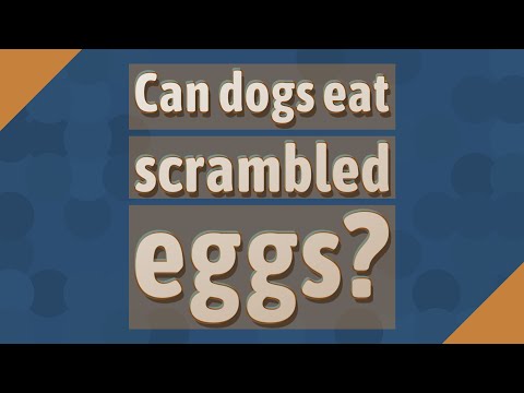 YouTube video about: Can dogs eat chorizo and eggs?
