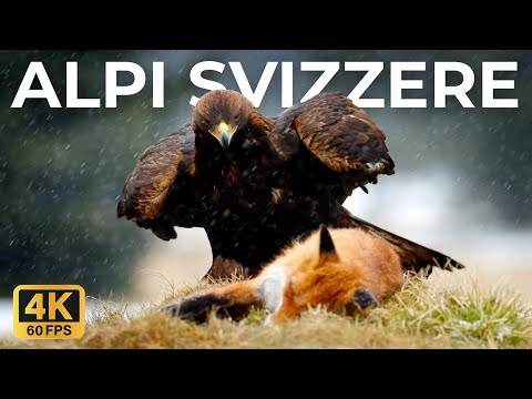 Le Alpi Svizzere Selvagge | Dove la Bellezza Nasconde i Predatori – Documentario sugli Animali