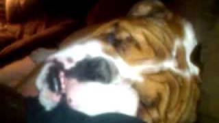 Gossamer Bulldog Snoring-- out cold