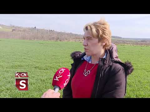 Stanje useva pšenice