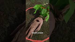 The Legend Of The Screaming Plant 😱